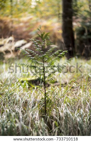 Small tree sapling growing in forest clearing, Oxford, UK