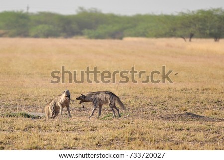 Indian Striped Hyena pair fighting
