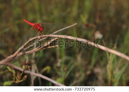 Close up Red Dragonfly on the branch, Grass background