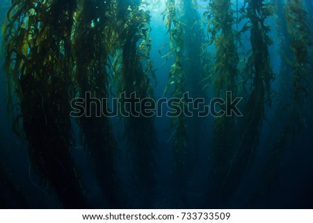 Giant kelp (Macrocystis pyrifera) grows in a dense, underwater forest near the Channel Islands in California. This area is part of a National Park and is teeming with thousands of marine species. Royalty-Free Stock Photo #733733509