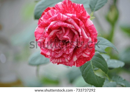 red rose
