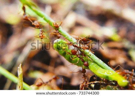 Fire Ants Teamworks Carry Caterpillars To The Nest, Selective Focus
