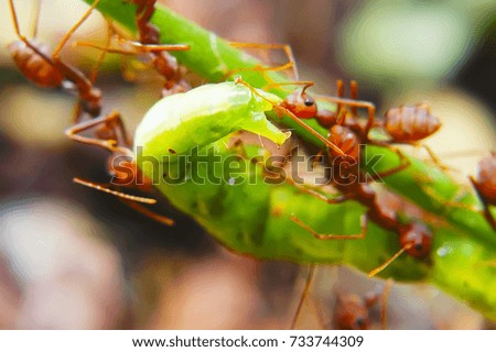 Fire Ants Teamworks Carry Caterpillars To The Nest, Selective Focus
