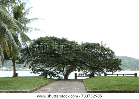 a tree near the lake.