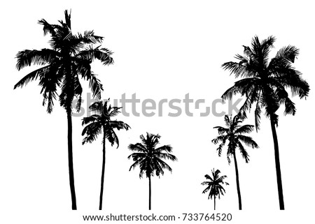 Vector illustrations Set realistic black silhouettes isolated tropical palm trees on a white background