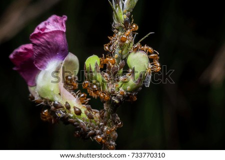 A group of ants, working