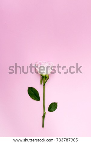 beautiful rose on the Romantic pink background 