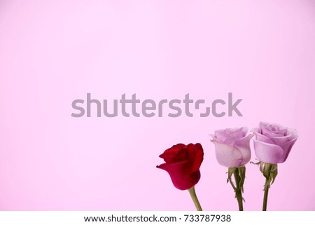beautiful roses on the Romantic pink background 