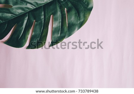 monstera leaf on pink background