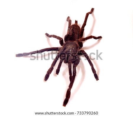 Scary spider with hairs