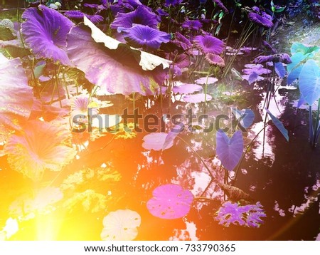 lotus leaf in river, purple tone