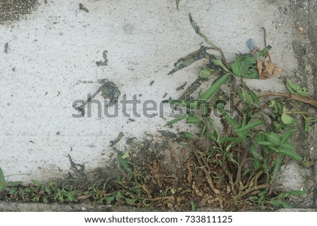 weed growing through crack in pavement