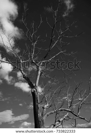 Black and white / tree without leaves on blue sky with clouds background
