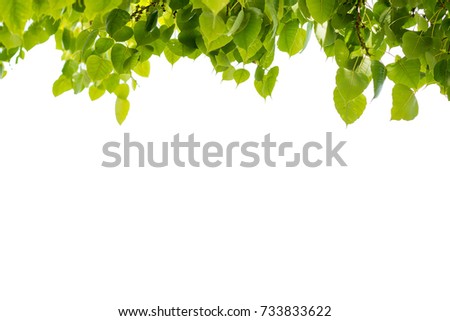 Leaves isolated on white background, Bo leaf, picture frame