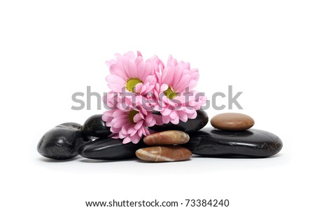 Purple daisy and few stones on white background