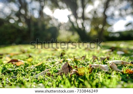 Shallow focus, low level view of autumn leaves seen laying on damp grass, seen during sunset at a rural location.