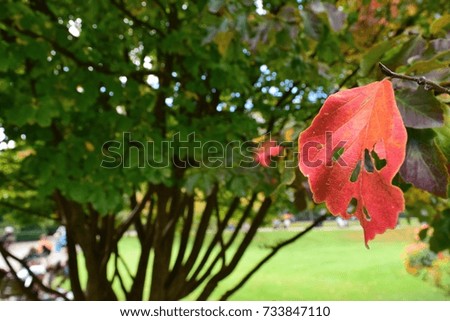 Autumn season