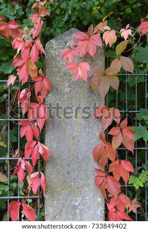 fall month october shows colorful red and green leaves on a fence and wall at south germany historical city near stuttgart