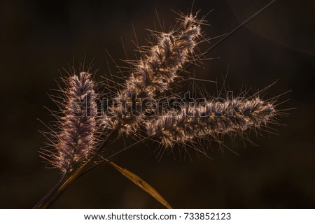 Close up  grass flower, Nature background in the morning
