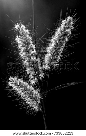 Close up  grass flower, Nature background in the morning
