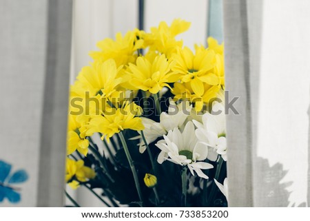 Blossoming white and yellow chrysanthemum macro artistic photo for prints, posters, design, covers, wallpapers, interior, cards, decoupage, scrapbook. Nice garden flowers. View through the curtains