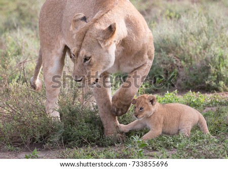 This is a picture lioness and her cub.