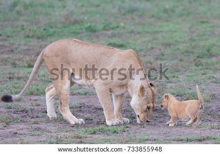 This is a picture lioness and her cub. 