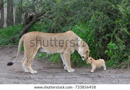 This is a picture lioness and her cub.