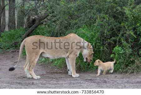 This is a picture lioness and her cub. 