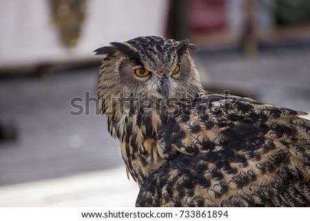 Predator, beautiful owl in a medieval fair with exhibition of birds of prey