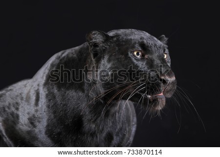black panther studio shot close up with black background Royalty-Free Stock Photo #733870114