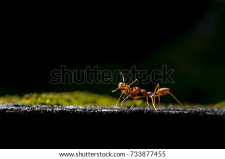 Take me home, the ant carrying the ant to home