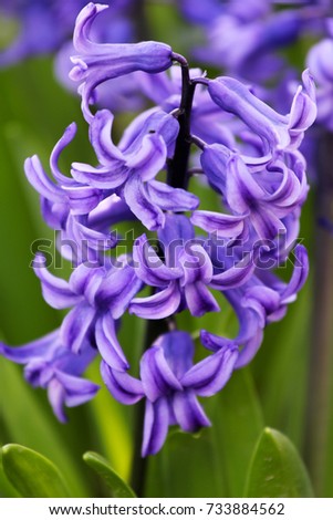 Purple hyacinths in the garden