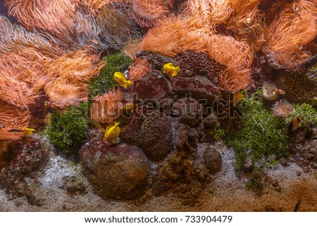 Anemones with fishes on the sea bottom