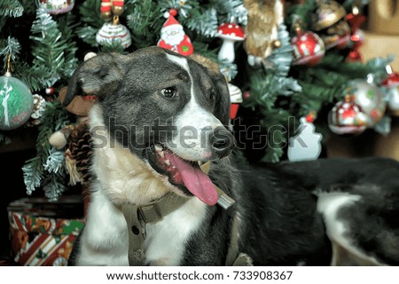 Dog in Christmas at the Christmas tree.