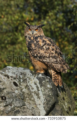 Eagle owl looking at you. A huge Eurasian eagle owl stares at the camera from its perch on a rock.