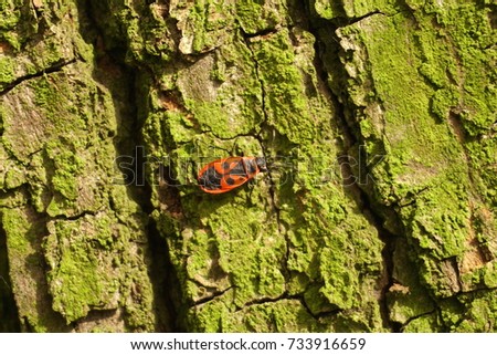 Bedbug-soldier on a tree trunk, red-black beetle, closeup                               