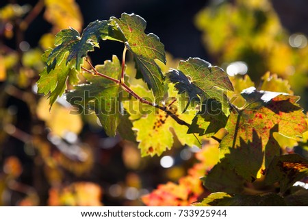 A branch of grape leaves that are just starting to show fall colors with a dew drop hanging off of one leaf.