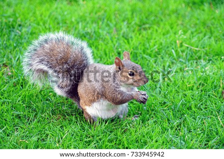 Furry Eastern gray squirrel (sciurus carolinensis) in the grass