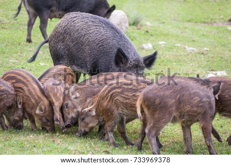 Wild boar feeding