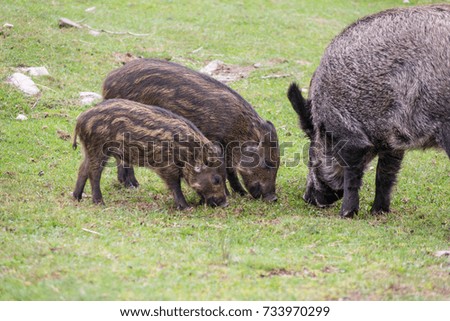 Small boar feeding