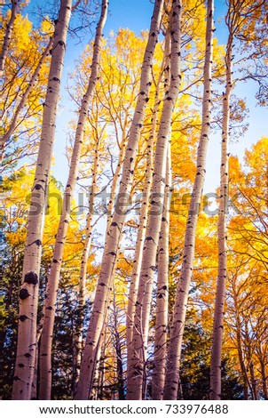 Beautiful Birch trees with their pure white trunks pictured against bright blue sky withe lush golden yellow leaves symbolize the beauty of the autumn season as colored leaves brighten forest