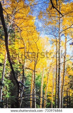 Beautiful Birch trees with their pure white trunks pictured against bright blue sky withe lush golden yellow leaves symbolize the beauty of the autumn season as colored leaves brighten forest
