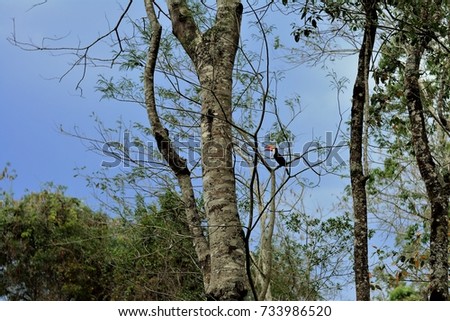 Beautiful Toucan in the open beak tree in the forest of Guararema