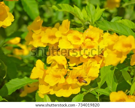 Yellow elder or Tecoma stans flower