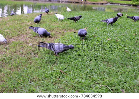 Birds garden in the park,Birds are grouped together,Birds gather in lush pastures