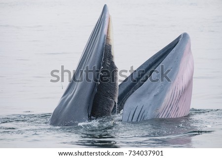 Bryde's whale, Eden's whale, Balaenoptera edeni Royalty-Free Stock Photo #734037901