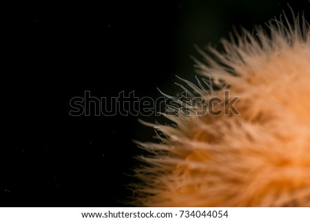 Macro Picture of Orange Plumose Anemone in Pacific Northwest Ocean. Picture taken in Bowyer Island, Greater Vancouver, British Columbia, Canada.