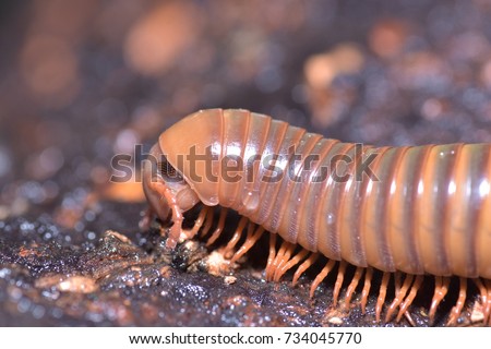 millipede, Reptile, Have many legs