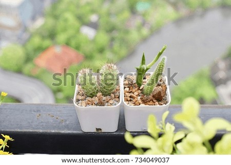 Mini Cactus in the pot on the balcony,town background.